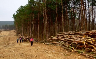 生物質燃料國家支持嗎？環(huán)保嗎？未來前景如何？木屑顆粒機生產廠家告訴你